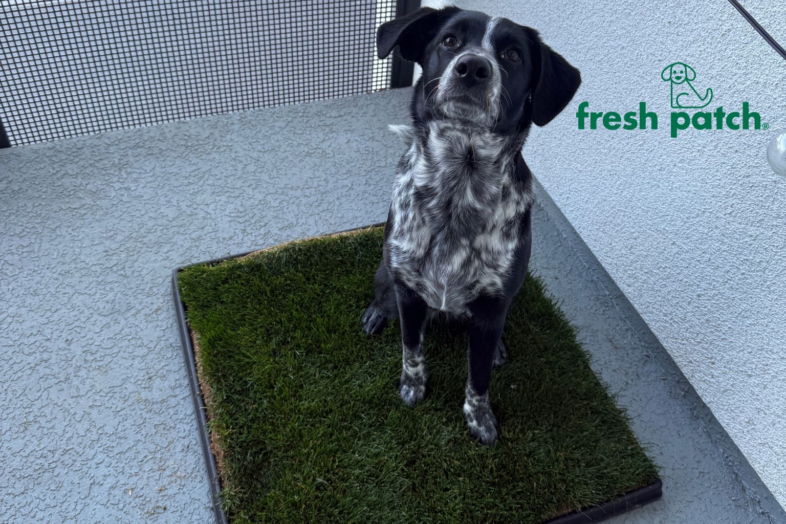 Dog Gifts from Fresh Patch