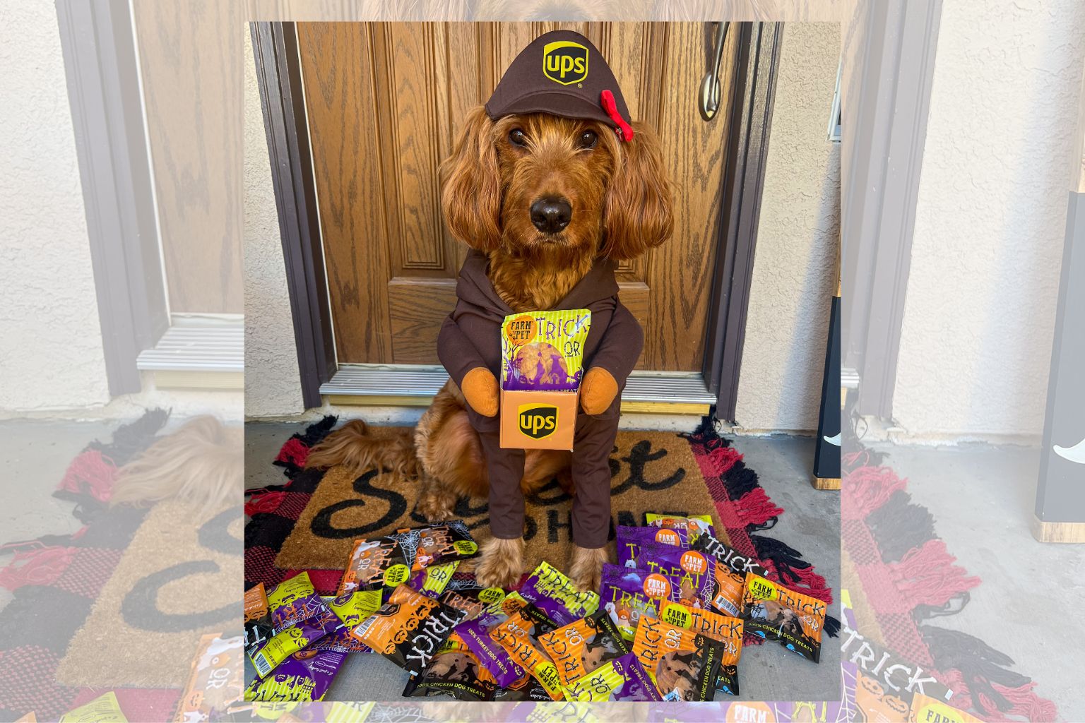 dog in a UPS driver costume on a front porch with Farm to Pet treat bags