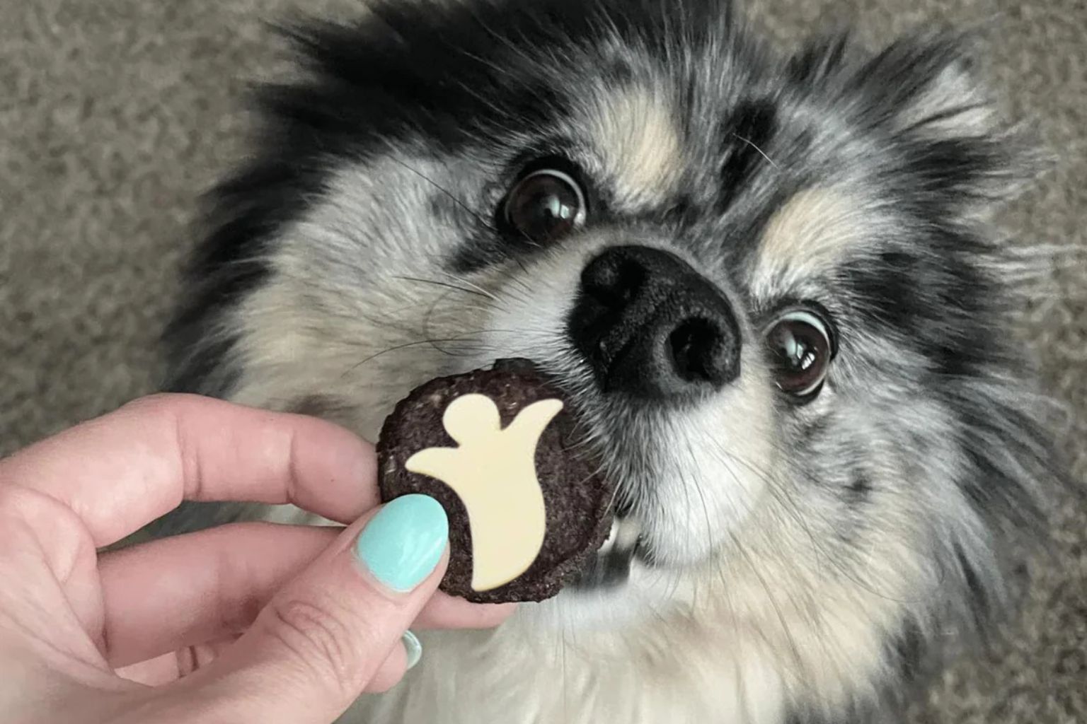 dog eating a beef chip with a ghost shaped slice of cheese on top