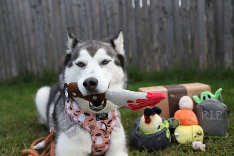 Husky with P.L.A.Y. Doggy Dagger Halloween dog toy.