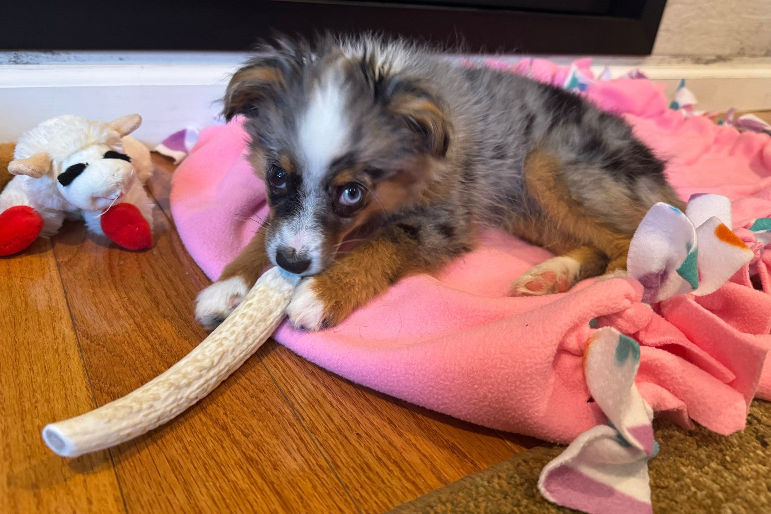 Small dog chewing an antler chew on a pink mat