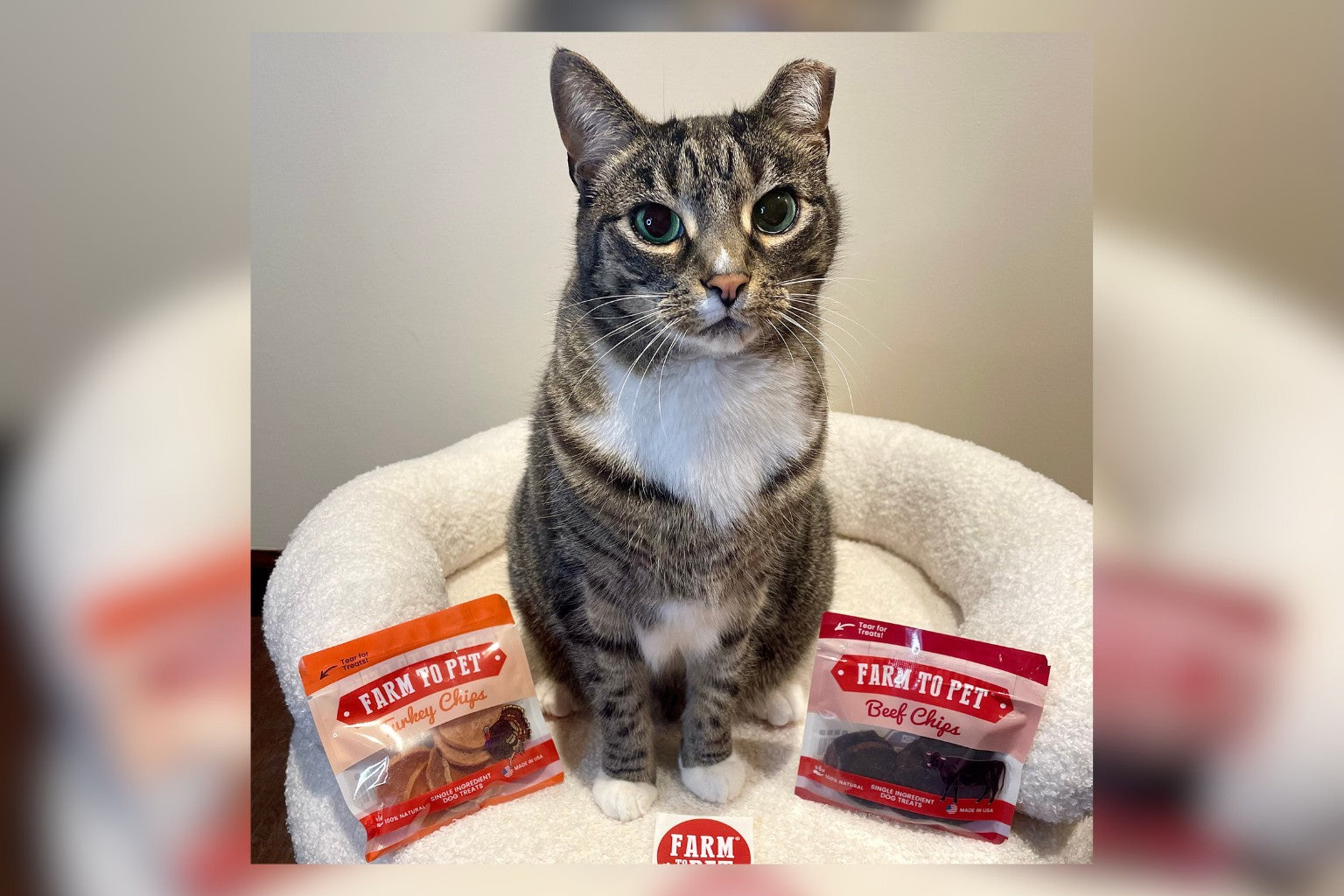 Cat sitting on a cat bed with Farm to Pet beef chips and turkey chips