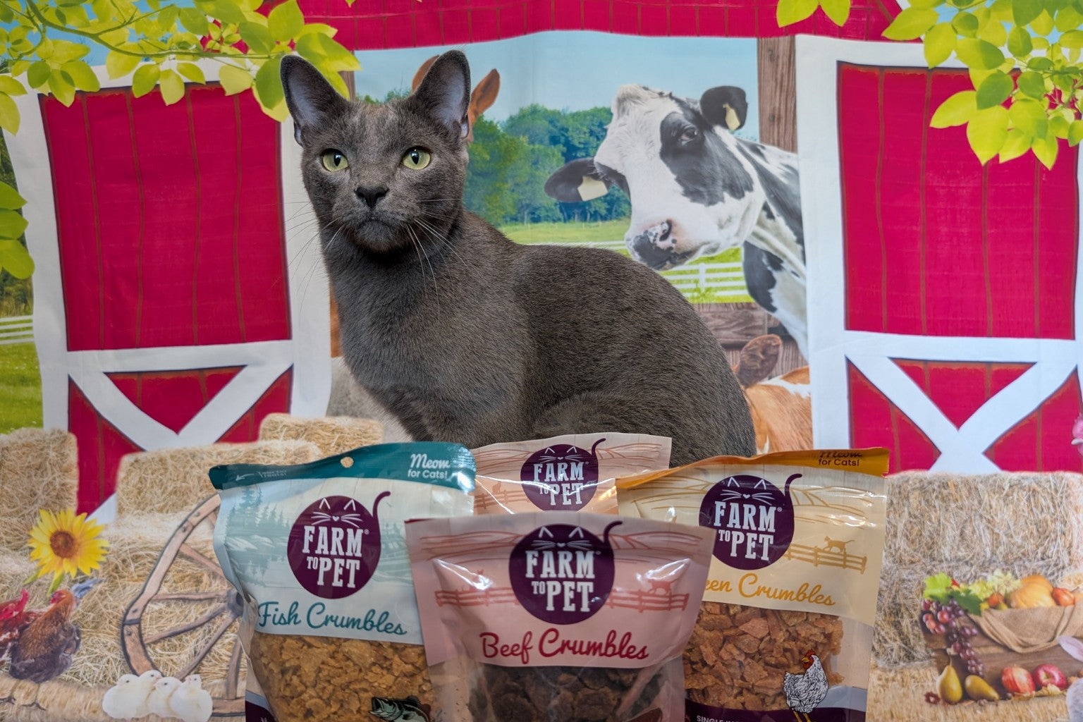 A grey cat in front of a barn backdrop in front of bags of Farm to Pet cat treats.