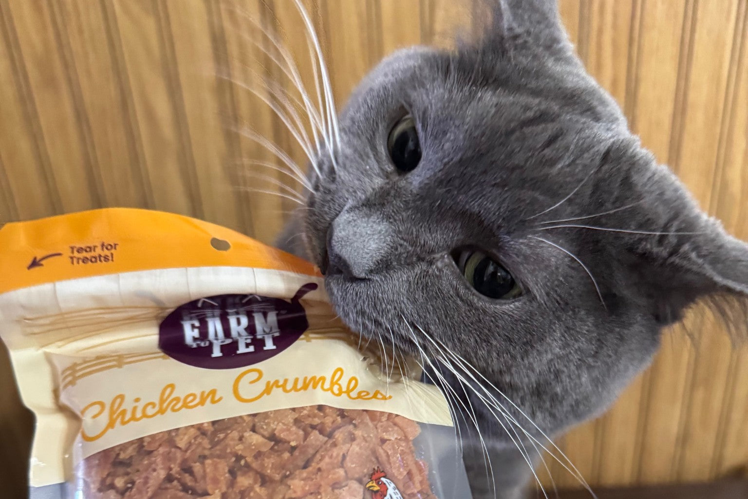 Grey cat trying to bite a bag of Farm to Pet Chicken Crumbles cat treats.