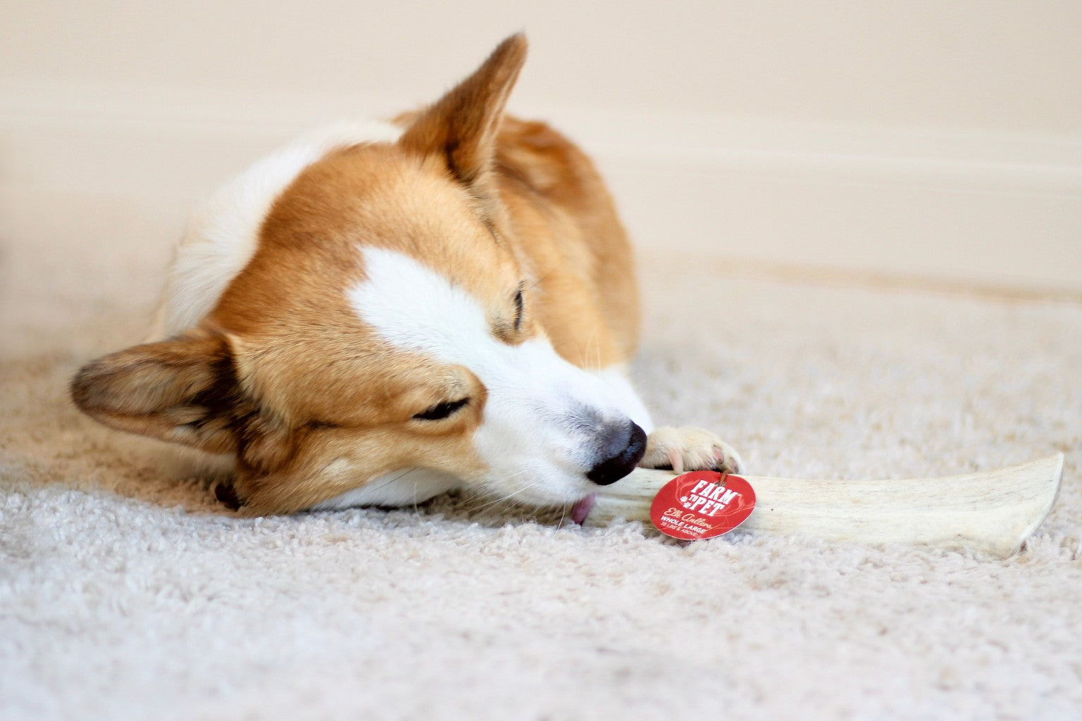 corgi dog relaxing with a farm to pet antler dog chew