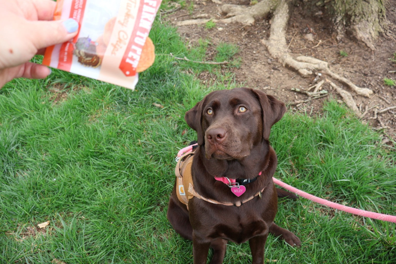 chocolate lab quietly sitting while waiting for a Farm to Pet training reward