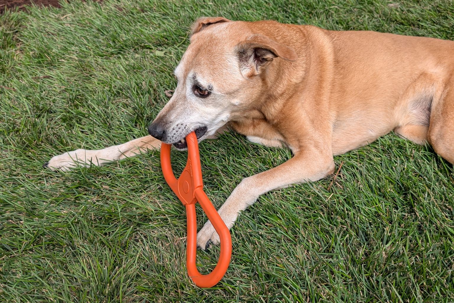 Rooney the Farm to Pet family dog chewing on an orange tug toy
