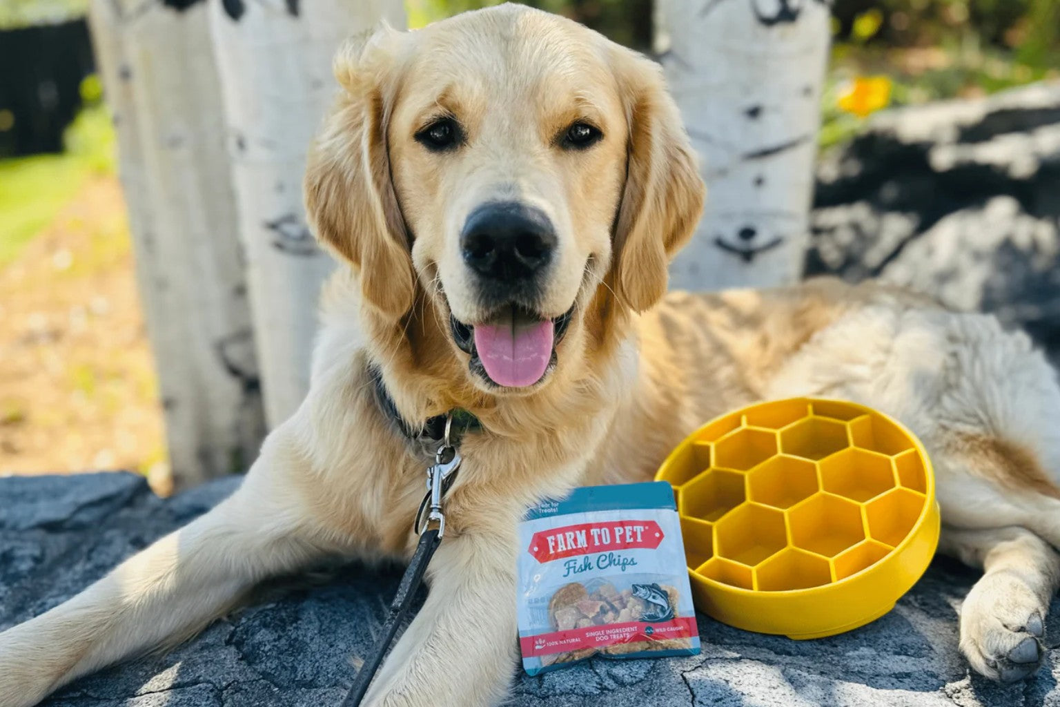 yellow Labrador dog with a honeycomb slow feeder bowl and Farm to Pet Fish Chip treats