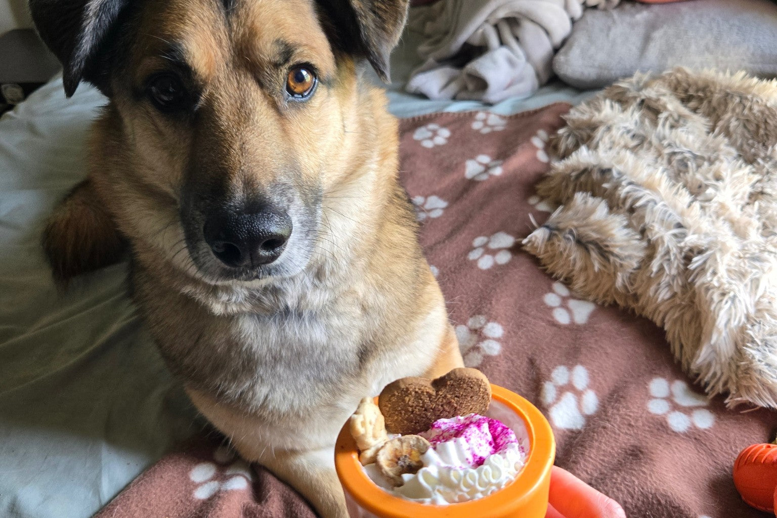 dog waiting to enjoy a treat from a lickable dispenser