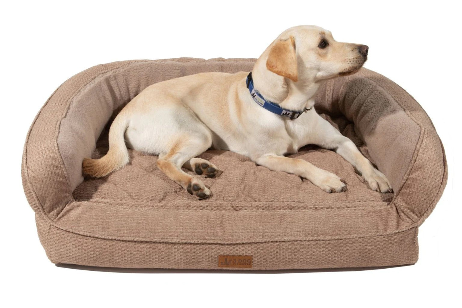 yellow lab dog in a beige dog bed