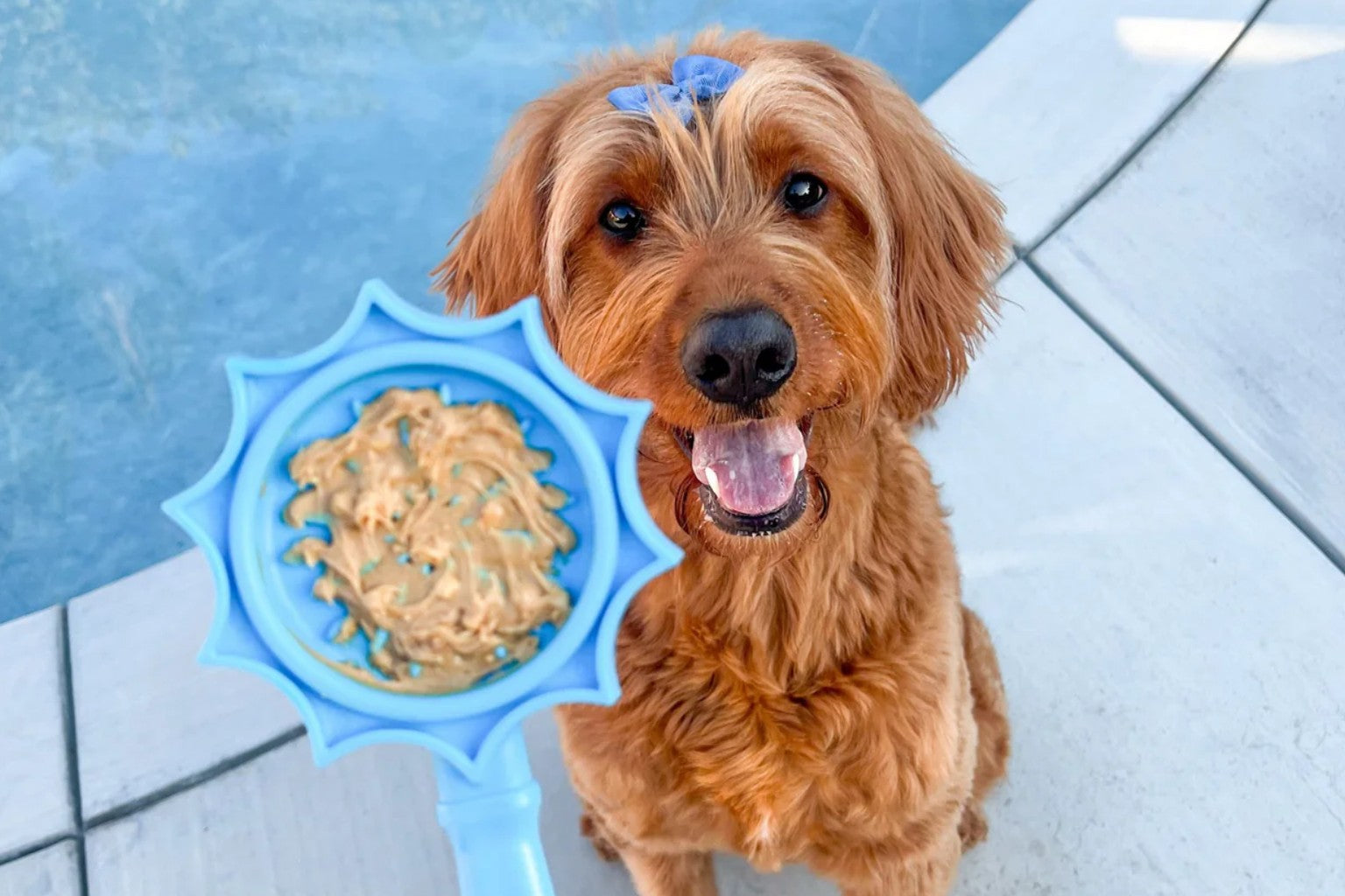 dog next to a swimming pool waiting to enjoy a treat from a training stick