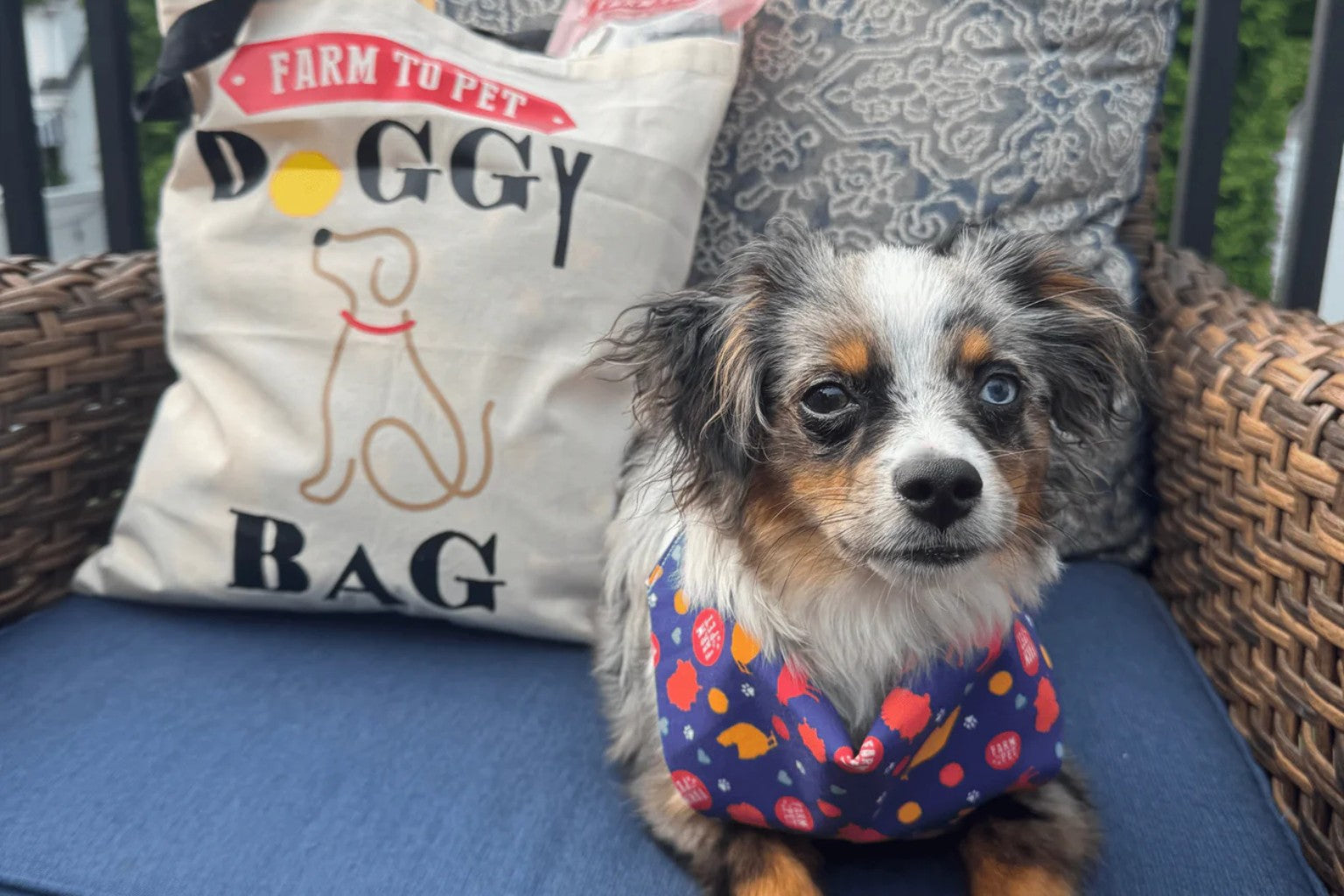small dog sitting on a chair wearing a Farm to Pet bandana in front of a Farm to Pet tote bag