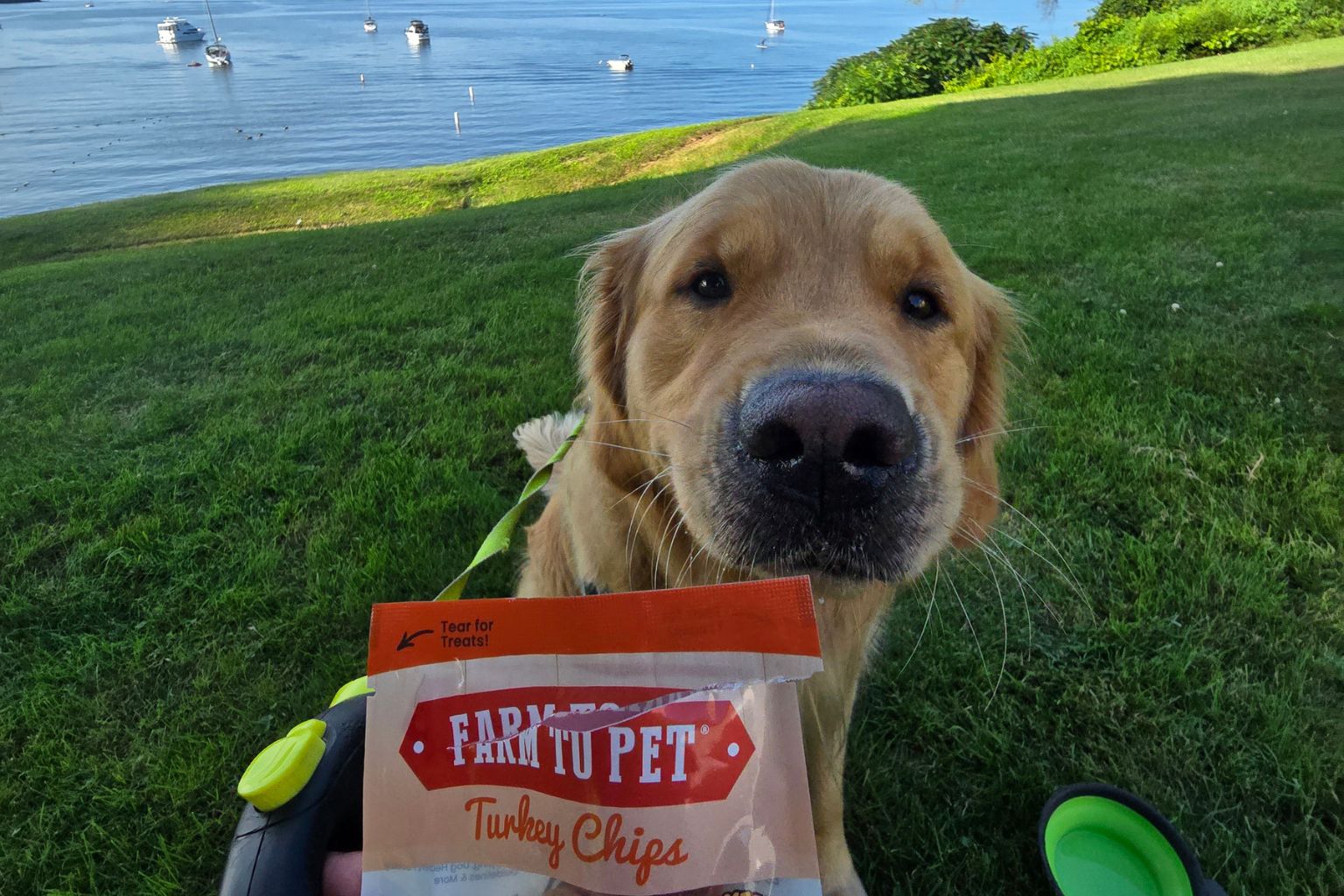 golden retriever on the grass by a lake waiting for a Farm to Pet Turkey Chip