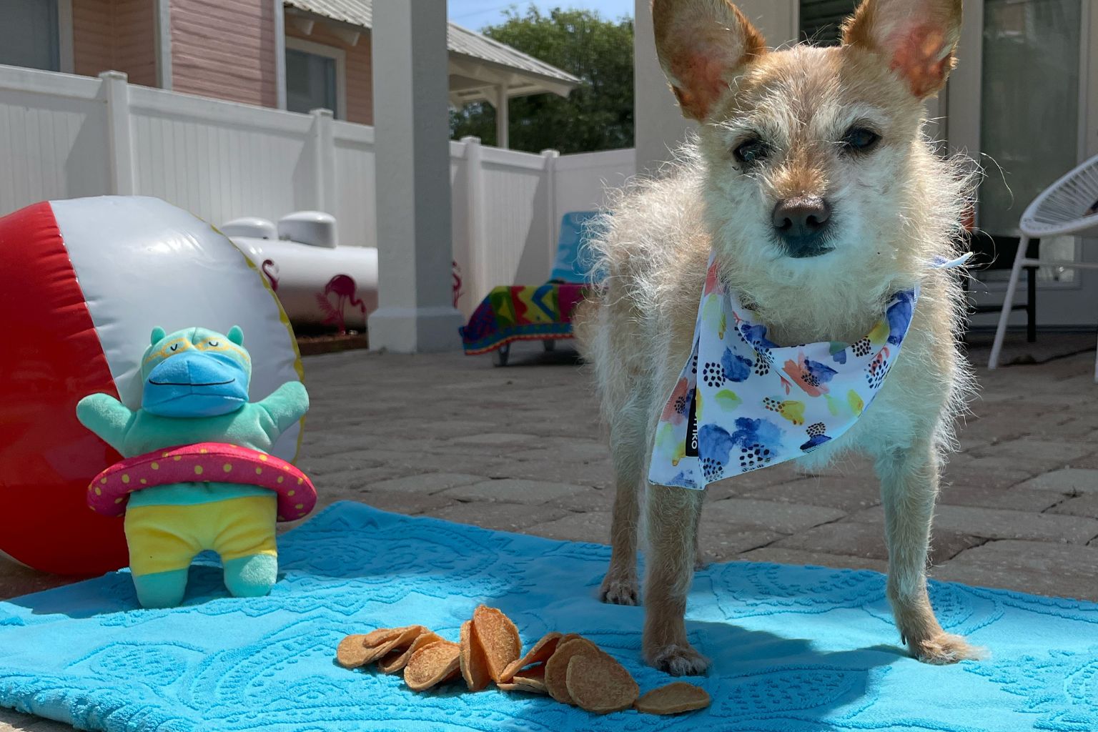 dog wearing a bandana next to a beach towel, beach ball and Farm to Pet  chicken chips