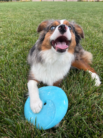 ZoomieRex eco-friendly durable dog toy collection for fetch and tug play