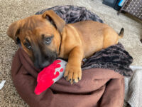 Must-Have Products for New Puppy Parents – P.L.A.Y.