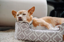 How to Find the Best Dog Bed – P.L.A.Y.