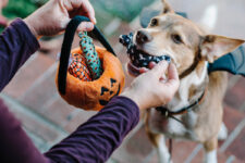 Spooky & Silly Fun for Dogs and Cats – P.L.A.Y.