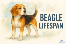 How Long Do Beagles Live? (Life Expectancy) – Walkin’ Pets