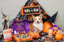 Halloween Dog Treats to Make It a Scary Happy Howl-o-ween – Farm To Pet