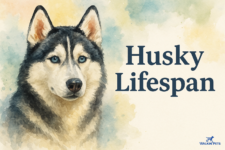 How Long Do Huskies Live? (Life Expectancy) – Walkin’ Pets