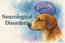 Causes & Symptoms – Walkin’ Pets