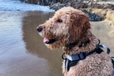 PUPCATION 2025! THE BEST DOG-FRIENDLY VACATION DESTINATIONS – Farm To Pet