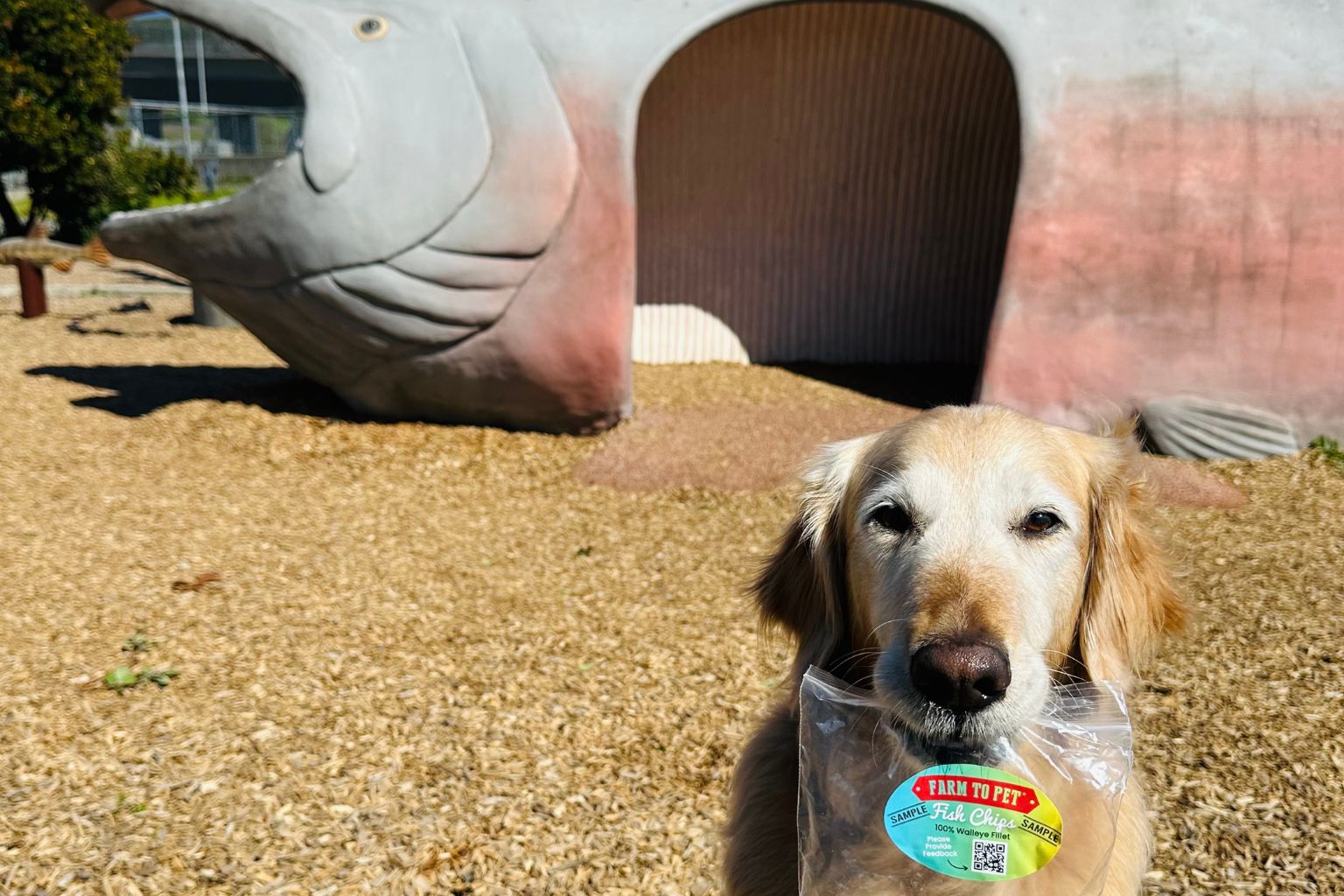 golden retriever dog holding a sample bag of farm to pet fish chips by a fish statue in the park