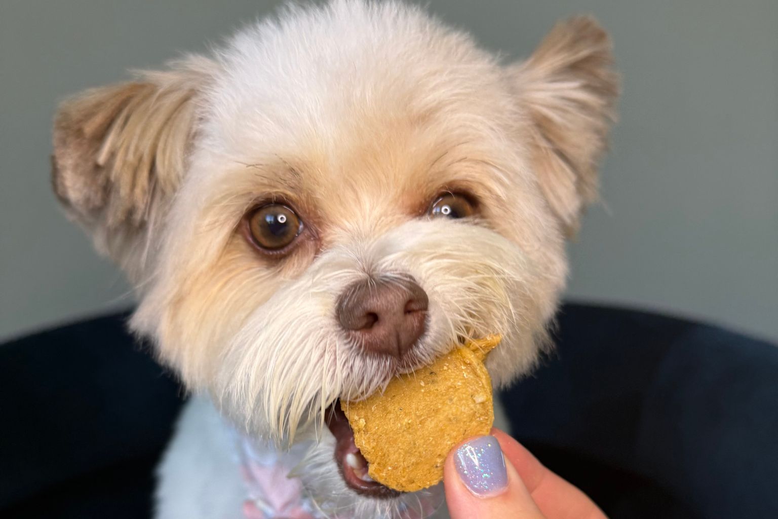 small dog taking a Farm to Pet fish chip from a woman