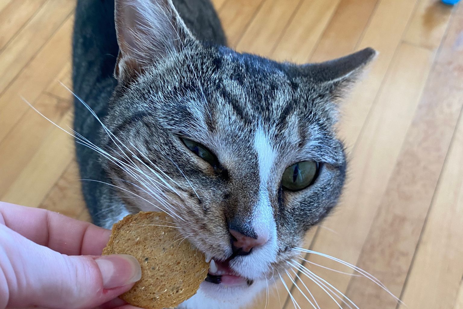 a cat crunching into a Farm to Pet fish chip