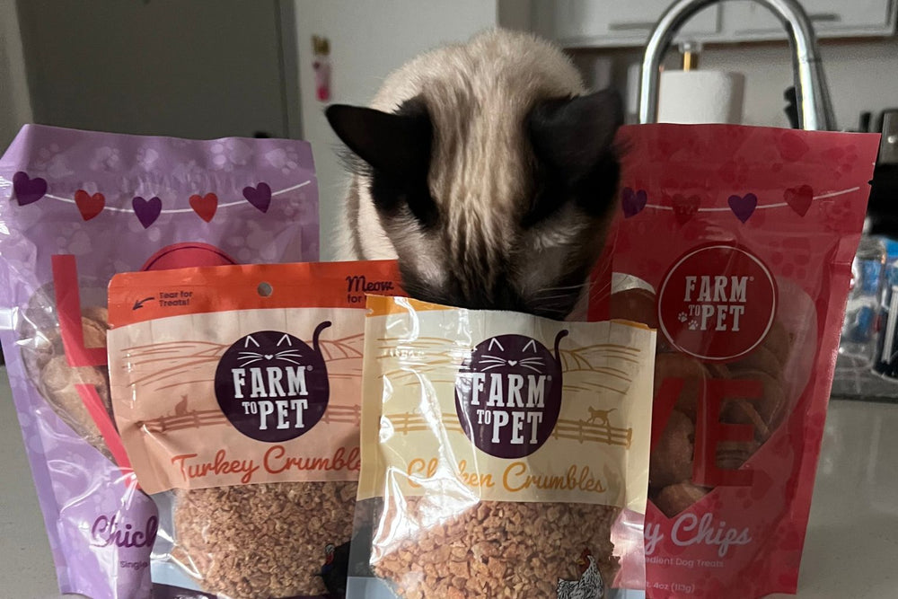 Siamese cat sticking its nose into a bag of Farm to Pet cat treats