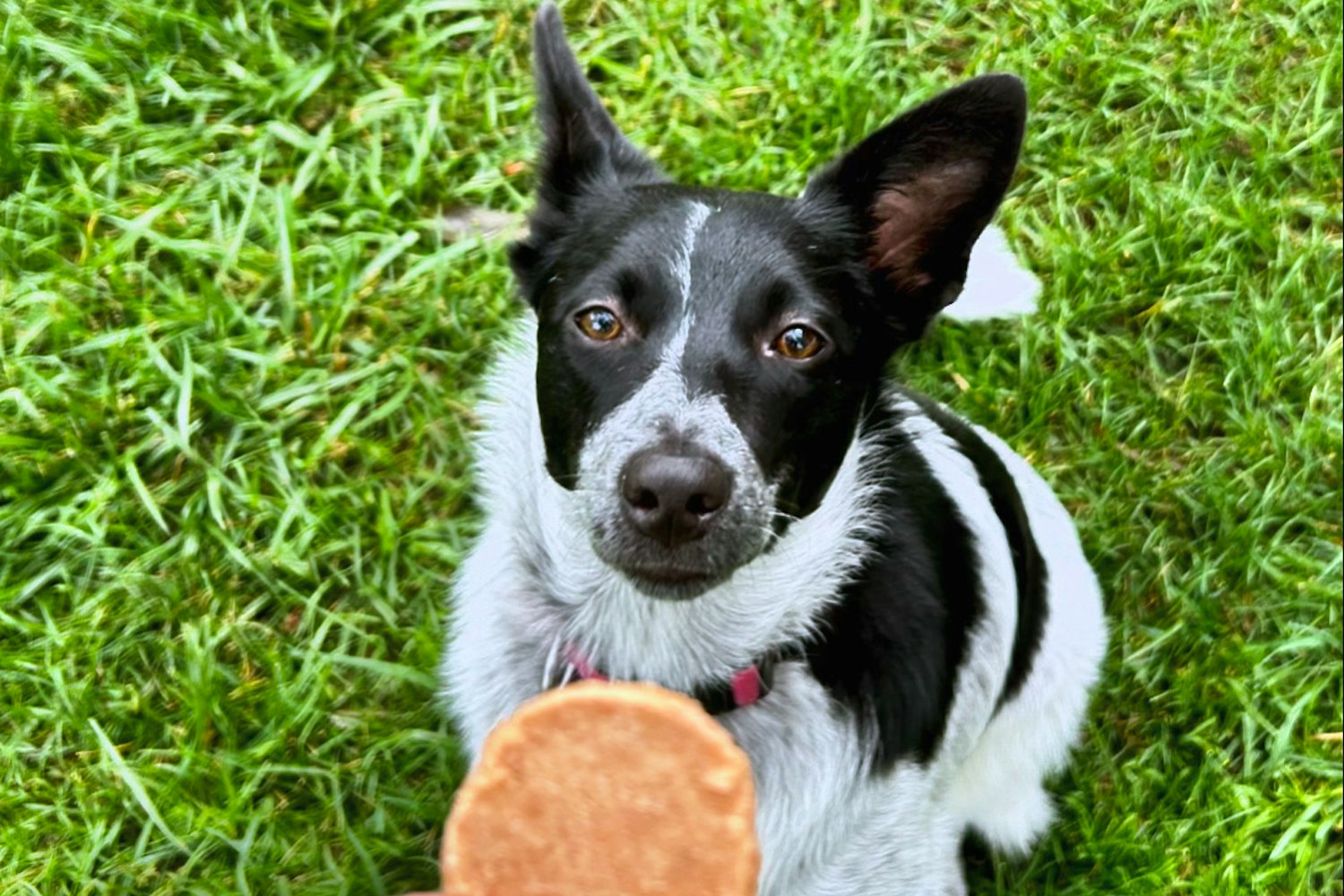 Dogs being fed Farm to Pet Chicken Chip