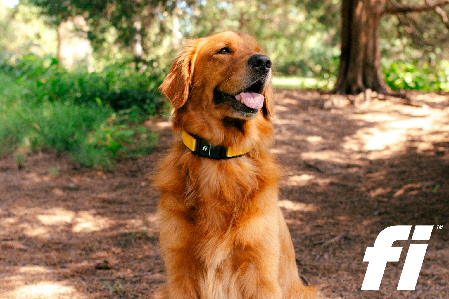 golden retriever with a dog fitness collar