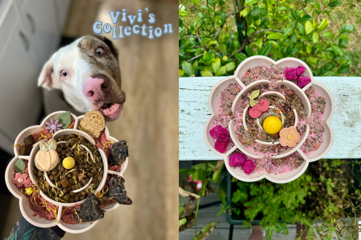 dog waiting to eat from a flower shaped slow feeder bowl