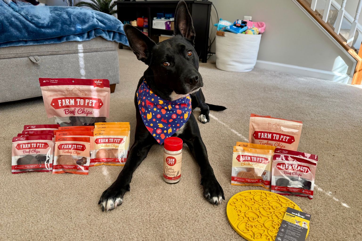 Happy healthy dog surrounded by healthy dog treats