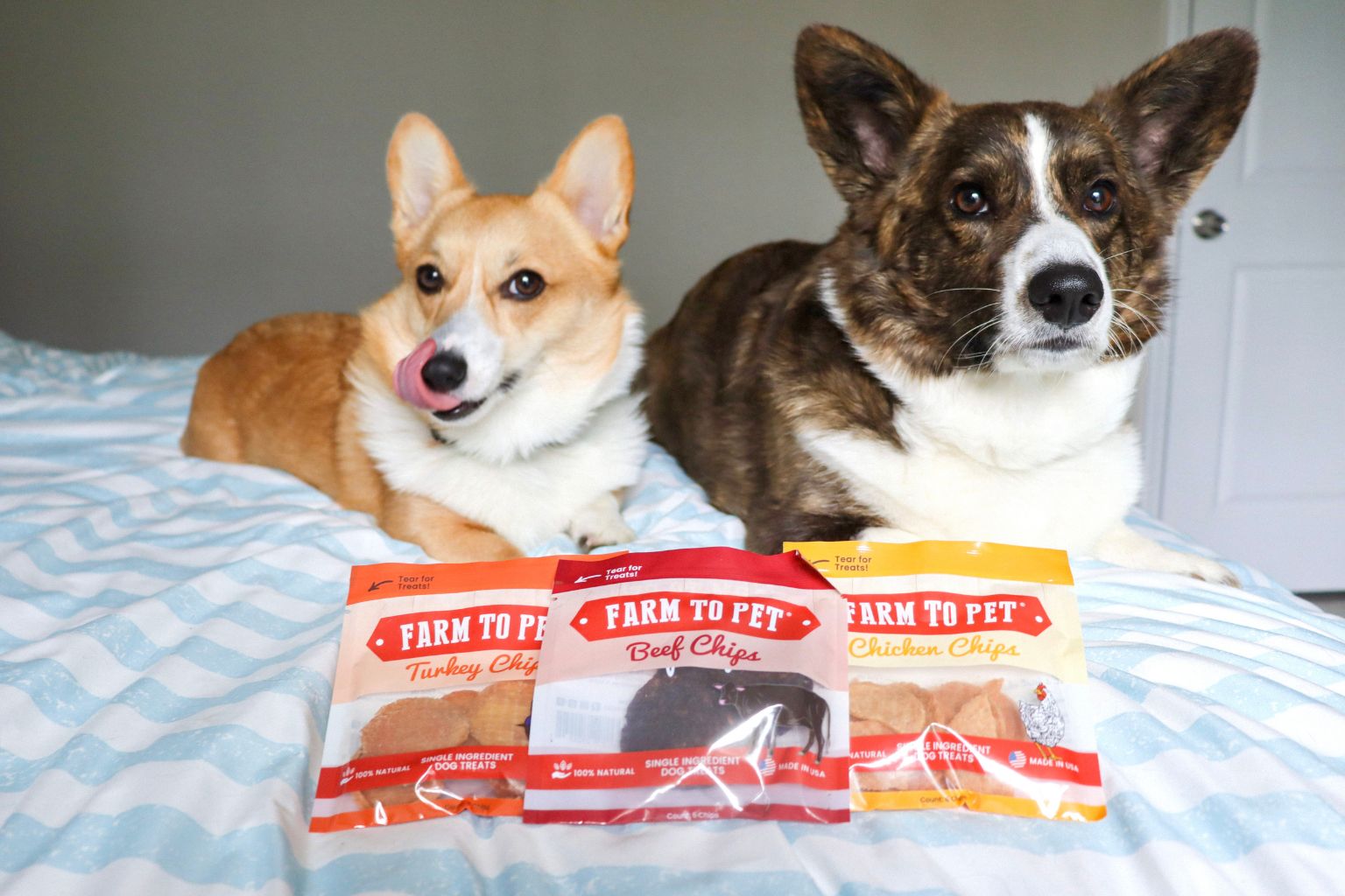 Two corgi dogs sitting with bags Farm to Pet healthy dog treats