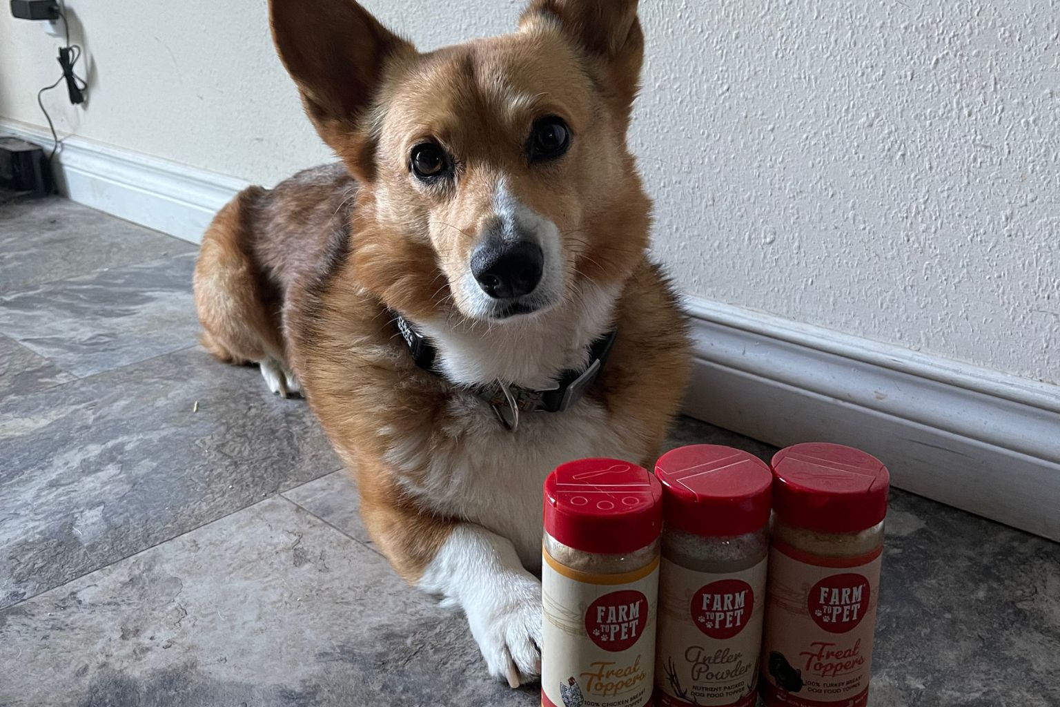 Corgi dog sitting next to healthy dog food toppers