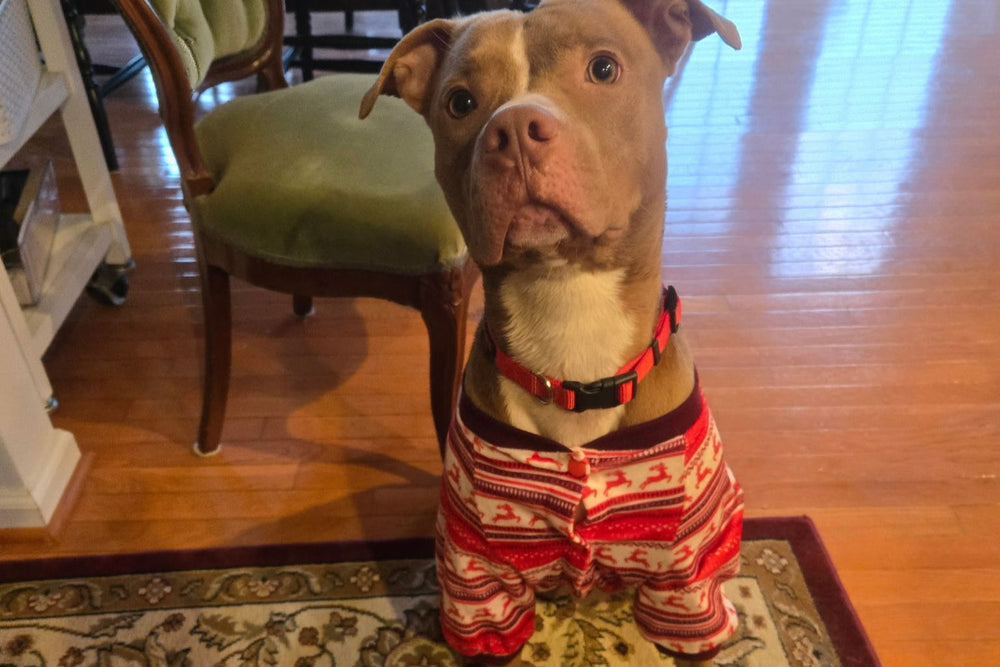 Murphy the rescue dog saved by Daisy