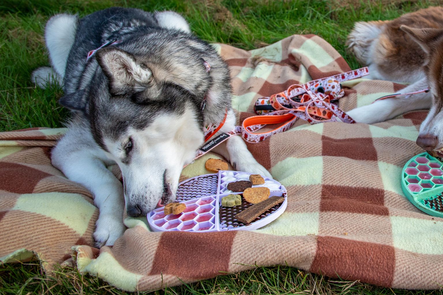 dogs licking treats from dog lick mats