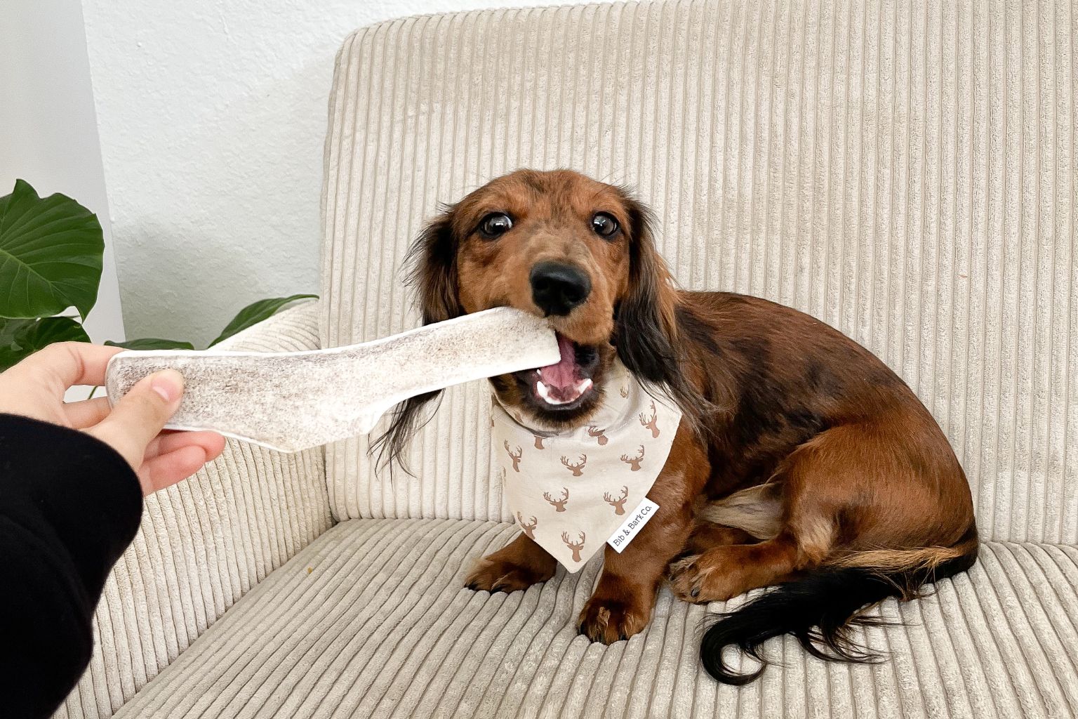 dachshund chewing an elk antler