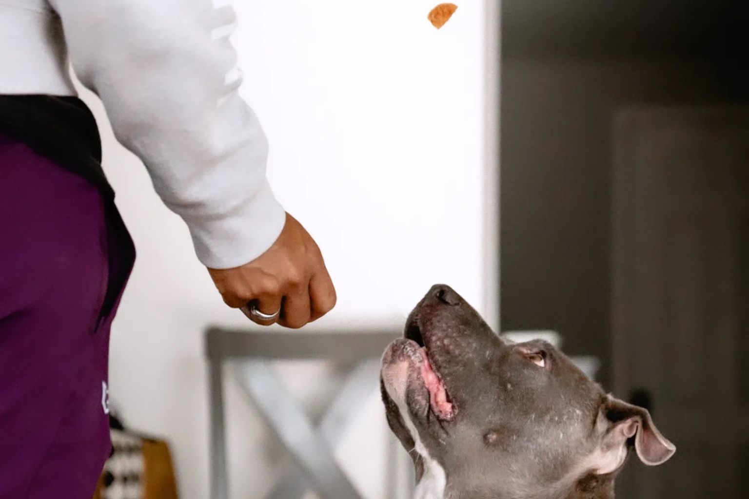 dog in training waiting for a farm to pet chicken chip