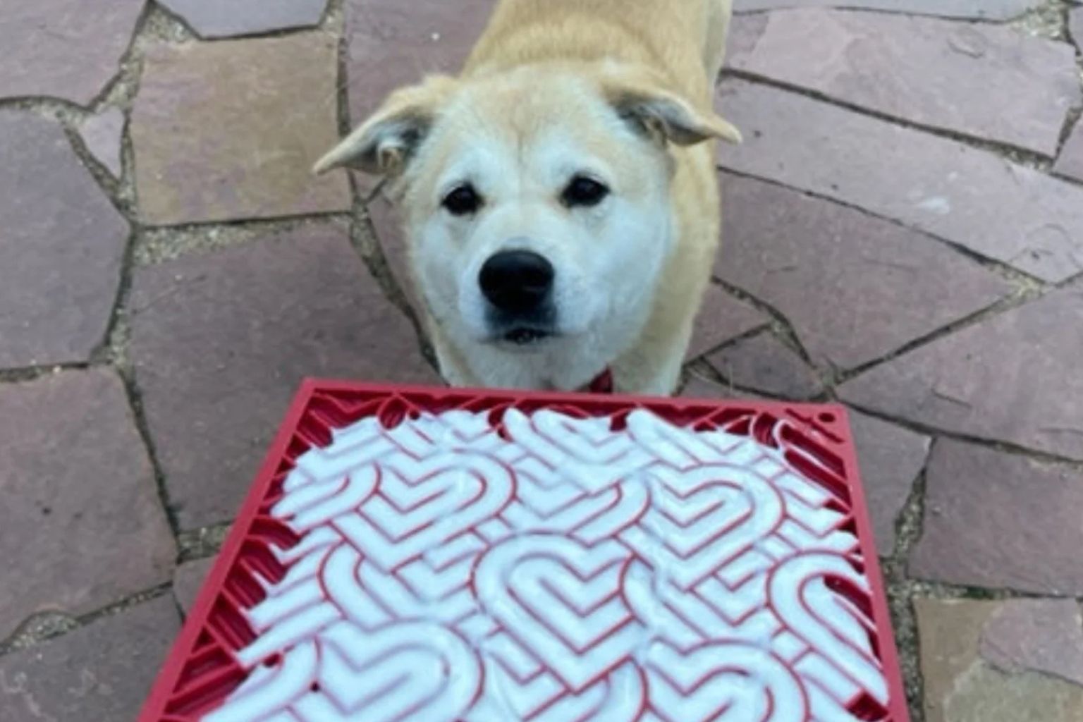 Dog waiting to lick a yogurt filled Valentine