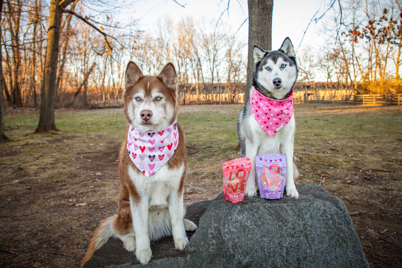 Two husky dogs with bandanas in the park sitting next to Farm to Pet Valentines dog treats.