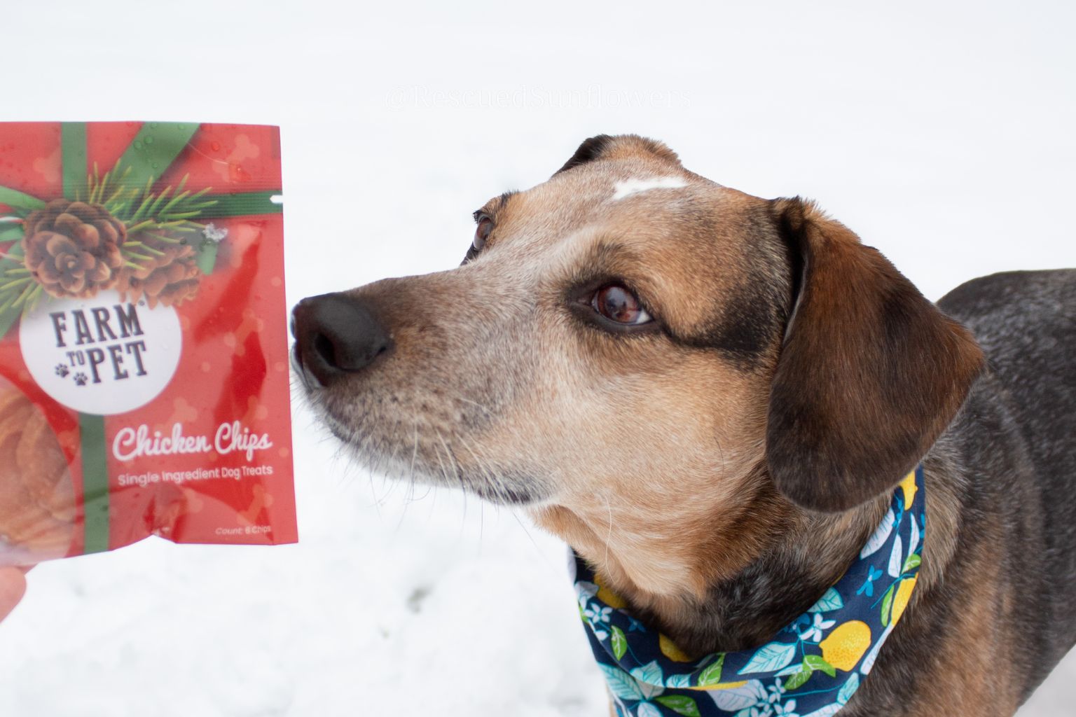 A brown and beige dog eagerly awaiting a bag of Farm to Pet chicken chip holiday dog treats