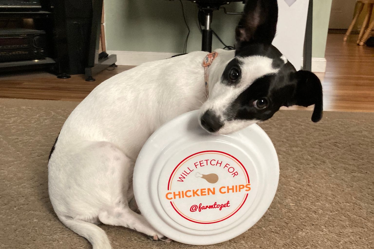 Black and white dog with a Farm to Pet dog frisbee in its mouth