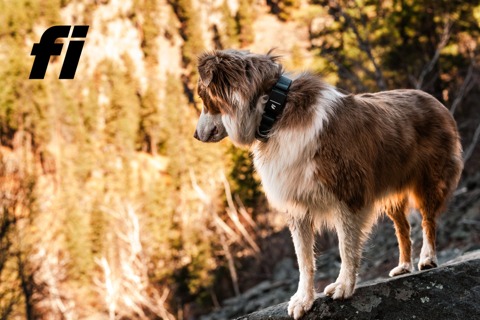 Brown and white dog outside in the woods wearing a FI brand tracking collar