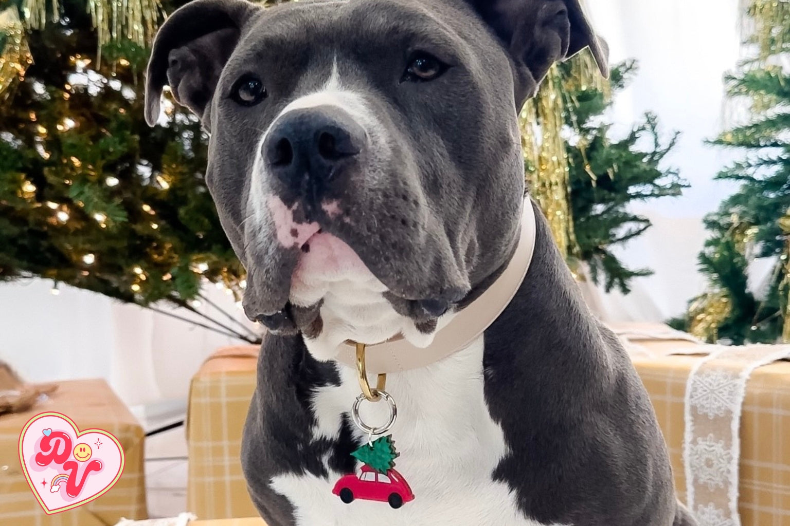 Grey and white dog in front of a Christmas tree wearing a tag shaped like a beetle car with a tree on top