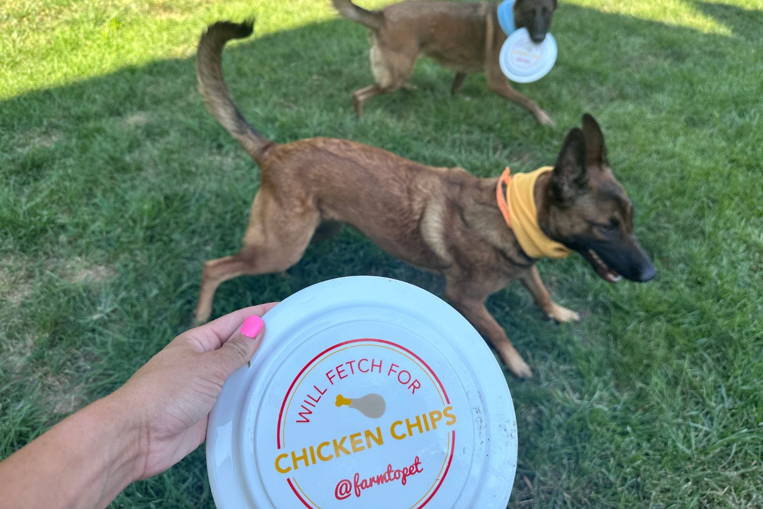 two German shepherd dogs playing frisbee in the park