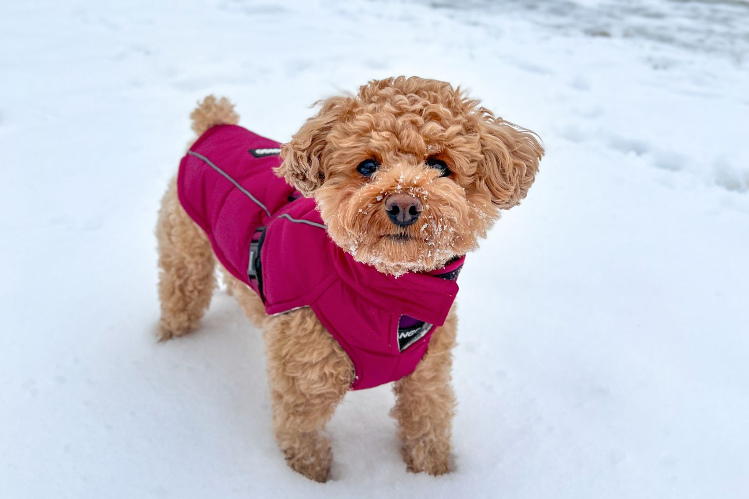 small happy dog in the snow with a winter coat