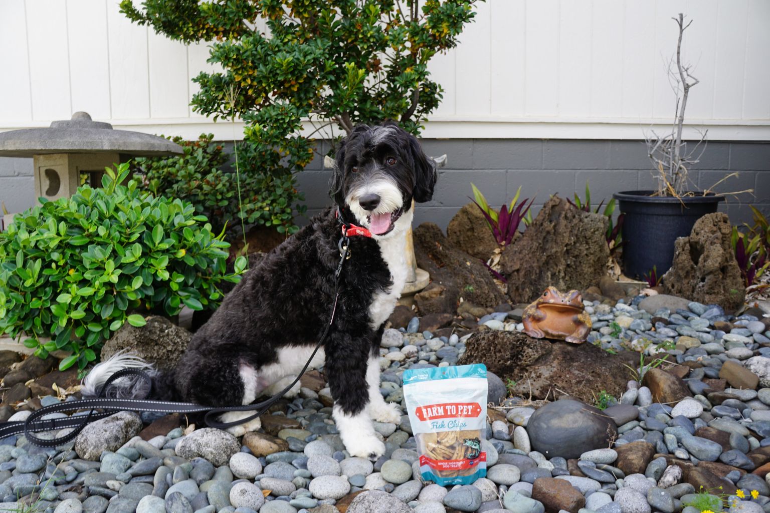 dog with a leash walking by a rocky pond with farm to pet dog treats
